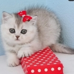 Selena Profile Photo - Breeder