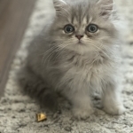 Cats Profile Photo - Breeder