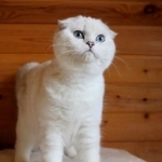 KittensUp Profile Photo - Cattery