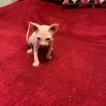 Yura Profile Photo - Breeder