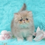 Lynn Or Patrick Profile Photo - Breeder