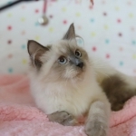 Lana Profile Photo - Breeder