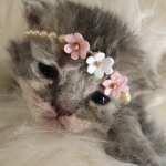 Kat Profile Photo - Breeder