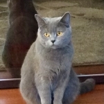 Ekaterina Profile Photo - Cat Lover