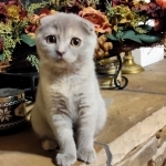 Floretta Profile Photo - Breeder