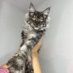 Kim Liszcz Profile Photo - Breeder