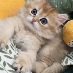 Bina Profile Photo - Cattery