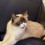 PowderPuff Rags Profile Photo - Breeder