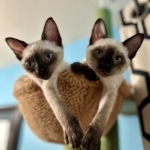 Joe Profile Photo - Cat Lover