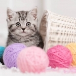 Happy Paws US Profile Photo - Breeder
