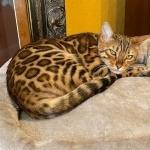Sandy Tustin Profile Photo - Breeder