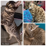 Heather Profile Photo - Breeder