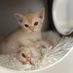 Hanna Profile Photo - Breeder