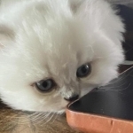 Maryam Profile Photo - Cat Lover