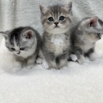 Tami Profile Photo - Breeder