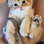 Nataliya Profile Photo - Breeder