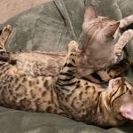 Bengal Treasures Profile Photo - Breeder