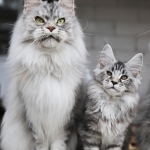 Oksana Profile Photo - Breeder