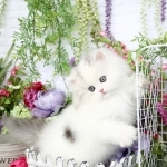 Tegan Johnson Profile Photo - Breeder