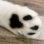 Eastcoastcat Profile Photo - Cattery