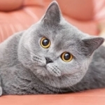 Golden Solana Profile Photo - Cattery