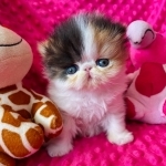 Purr Kitty Profile Photo - Cattery