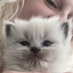 Joel Or Brooke Profile Photo - Cat Lover