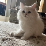 Joanna Profile Photo - Breeder