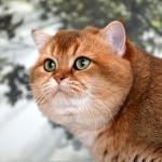 The Chubby Faced Cat Profile Photo - Cattery