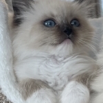 DIAMOND ELITE RAGDOLLS Profile Photo - Breeder
