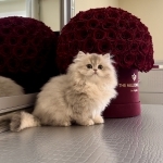 Yelena Profile Photo - Breeder