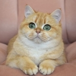 Lina Profile Photo - Cattery