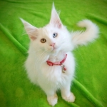 Golden Goddess Cats Profile Photo - Cattery