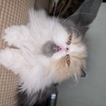 Rita Profile Photo - Breeder