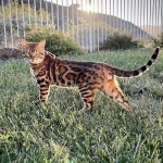 Vesna Profile Photo - Cattery