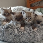 Heather Profile Photo - Breeder