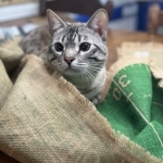 Brandy Jewell Profile Photo - Cattery