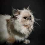 Celtic Isle Profile Photo - Breeder