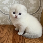 Alena Profile Photo - Cattery