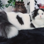 Yelena Profile Photo - Breeder