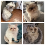 Theressa Profile Photo - Cattery