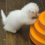 Special Half Off Profile Photo - Cattery