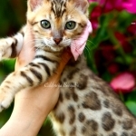 Amy Profile Photo - Breeder