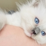 KATS Ravishing Ragdolls Profile Photo - Breeder
