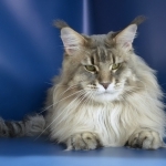Yelyzaveta And Rita Profile Photo - Cattery