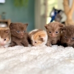 Jessica Profile Photo - Cattery