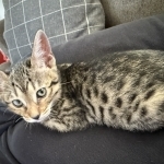 Tonya Profile Photo - Breeder