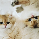 LoveofBrits Profile Photo - Breeder