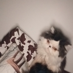 Hannah Profile Photo - Breeder