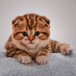 World Super Fold Profile Photo - Breeder